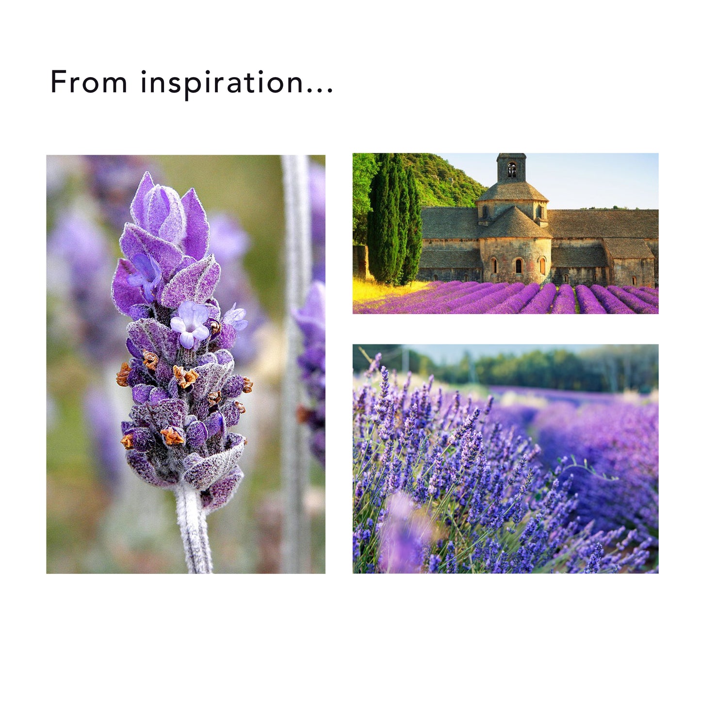 Lavender Fields Video Workshop - The Flower Project